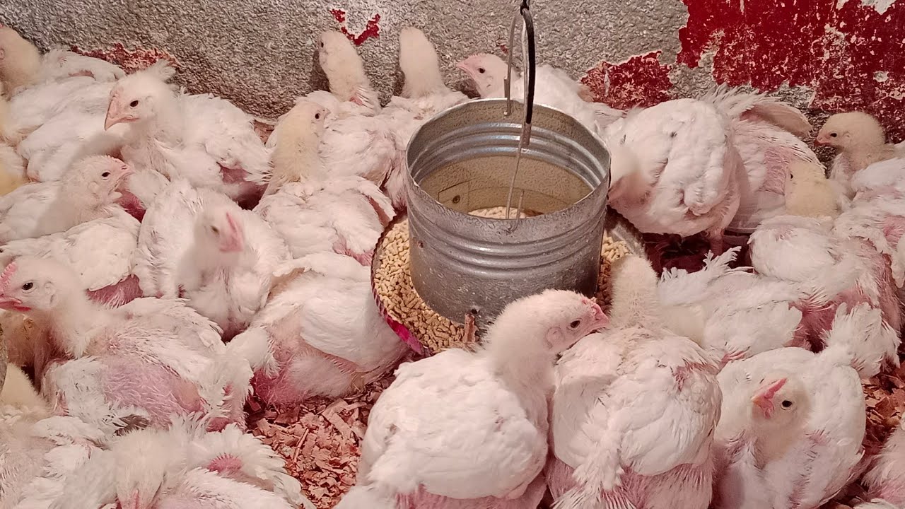 مزرعتي السعيدة بتكبر قدام عيني واحلا دورة فراخ 🐔 ماشاء الله متواصلين ذي الكتاب مقال بعون الله 