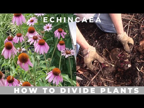 Video: Kwa Nini Upanda Echinacea Purpurea (Rudbeckia)