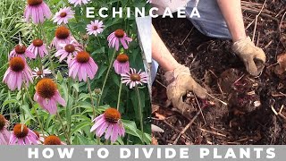 How To Divide Echinacea Purpurea Purple Coneflower