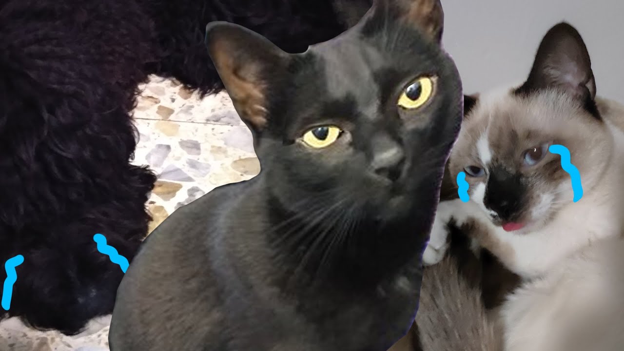 Son tontísimas pero se les quiere