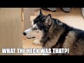 Husky Thinks He S Haunted He Has No Idea Husky Thinks He S Haunted He Has No Idea