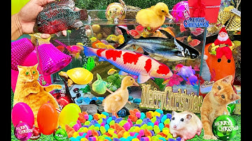 Tổng hợp video cá cảnh đẹp, động vật dễ thương, vịt, cá lia thia, cá betta, cá lau kiếng, cá mập con