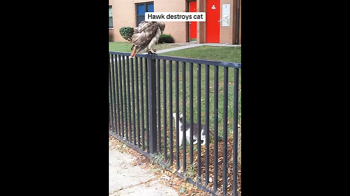 🐈Cat vs. Hawk!! #destruction #animals