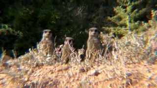Meerkats at Buffelsdrift