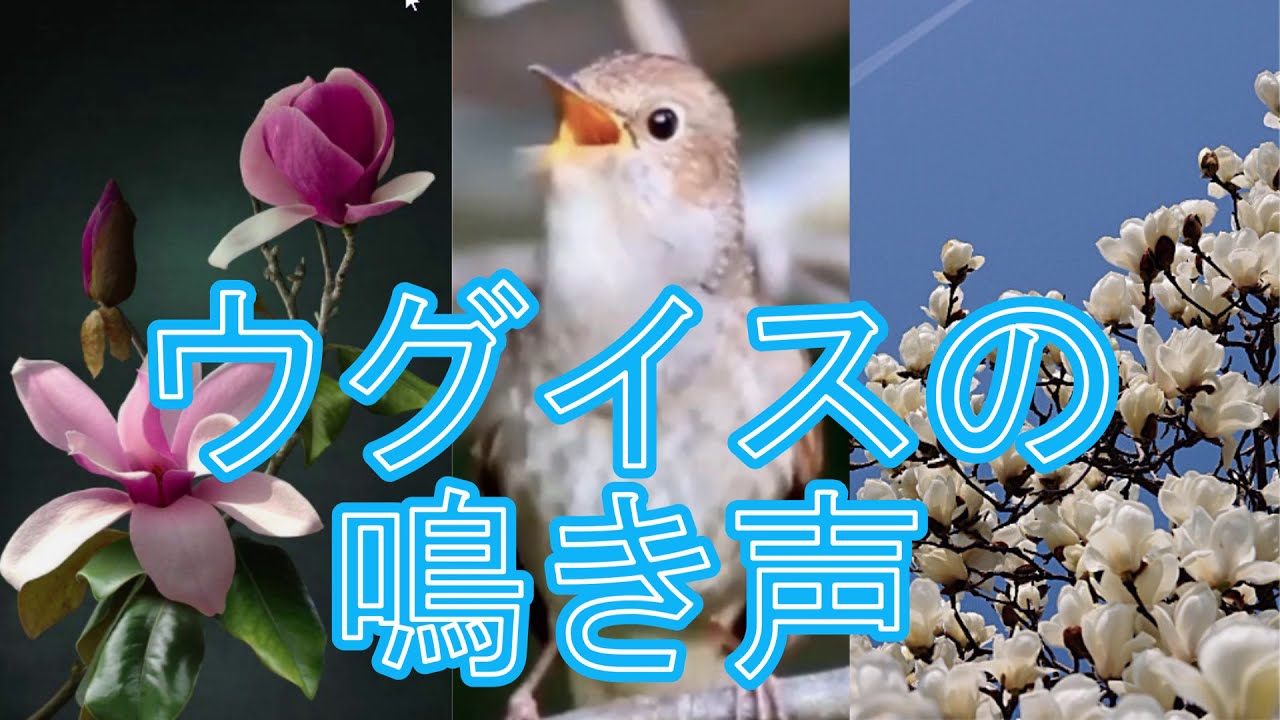 ウグイスの鳴き声が3種類もあったんだってね Youtube