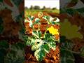 This Is How Watermelons Really Grow