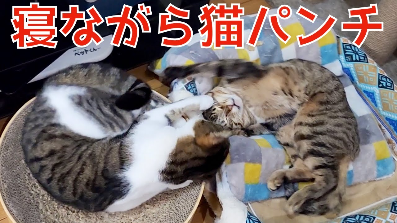 やる気の無い寝ながら猫パンチ - YouTube
