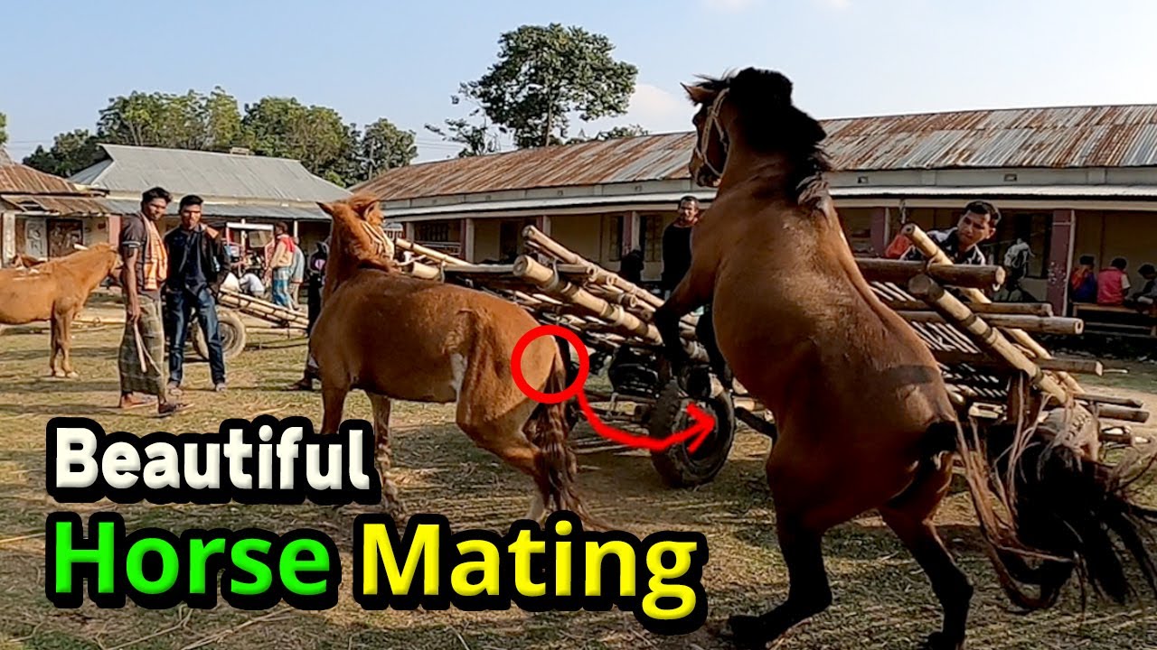 How To Mate Horse Breeding Procedure Informative Video On, 56 OFF