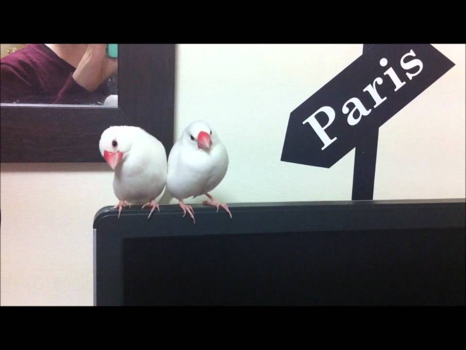 졸린 백문조들 (sleepy birds, java finch) - YouTube