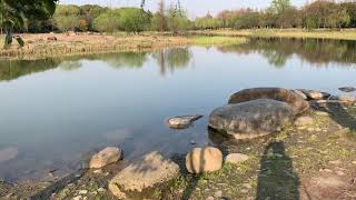 20200318 waterside wind, birds, bugs, kid sound screenshot 2