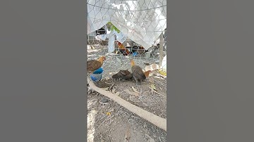 mái tơ🐓 #thứcgàrừng86 #gàrừngrặc #gàrừngtaitrắng