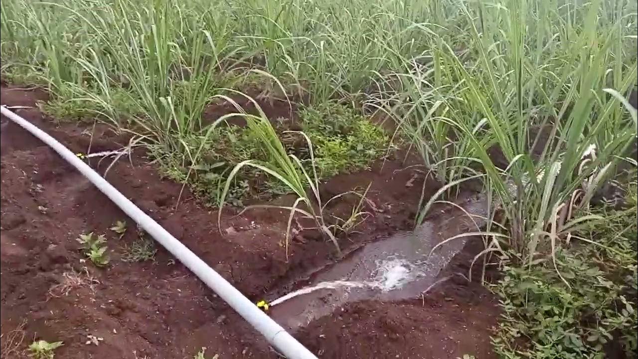 Tap like water irrigation system for sugar cane! Best method Chavi