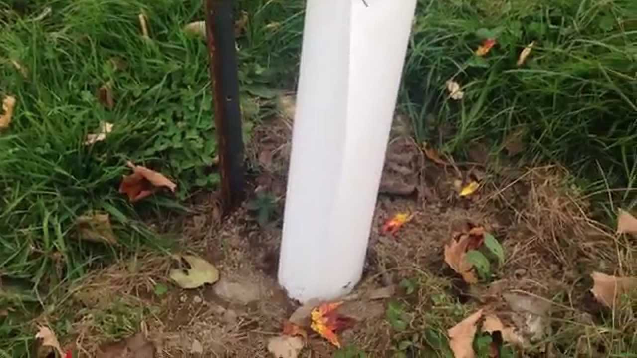Detener ratas en árboles frutales