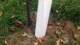 Rodent guards used in apple orchard