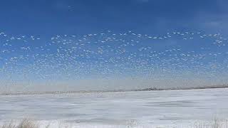 20230323 Snow Geese Freeze Out Lake MT best DSCN1415