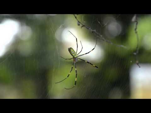 【Japan Insect】Colorful spider .  ada warna banyak labah-labah