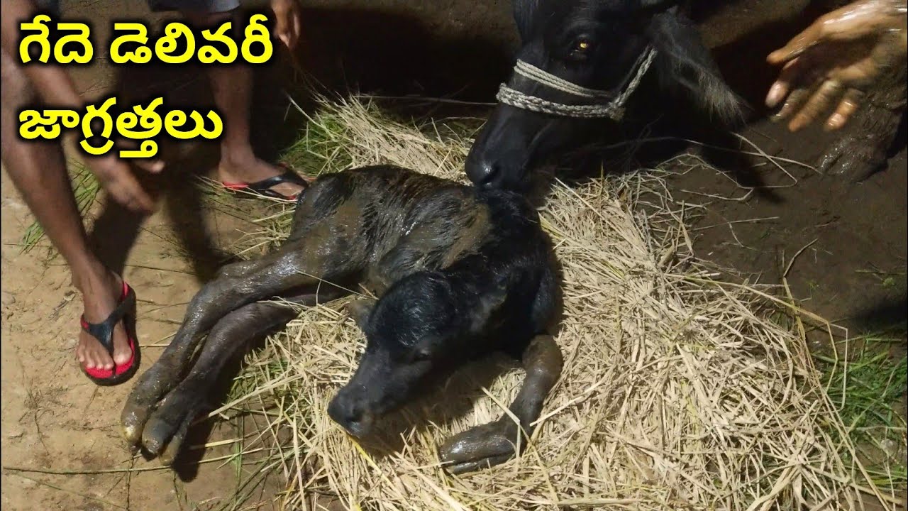 Buffalo delivery care youngfarmeratoztelugu YouTube