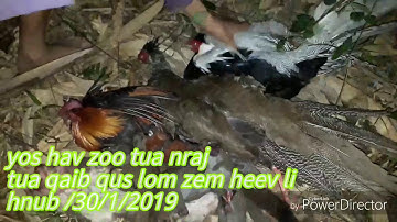 Yos hav zoo tua qaib qus tua nraj