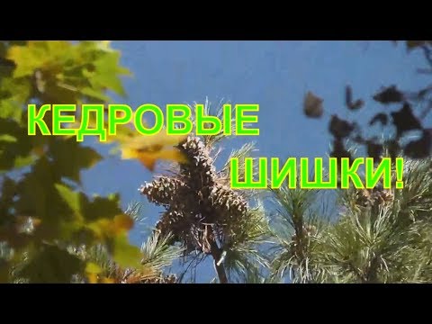 Кедровые шишки на дереве! Осень! Тайга!