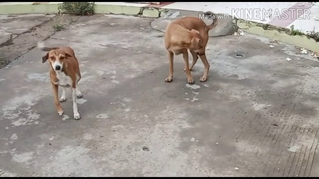 feeding stray dogs download free feeding stray dogs download free