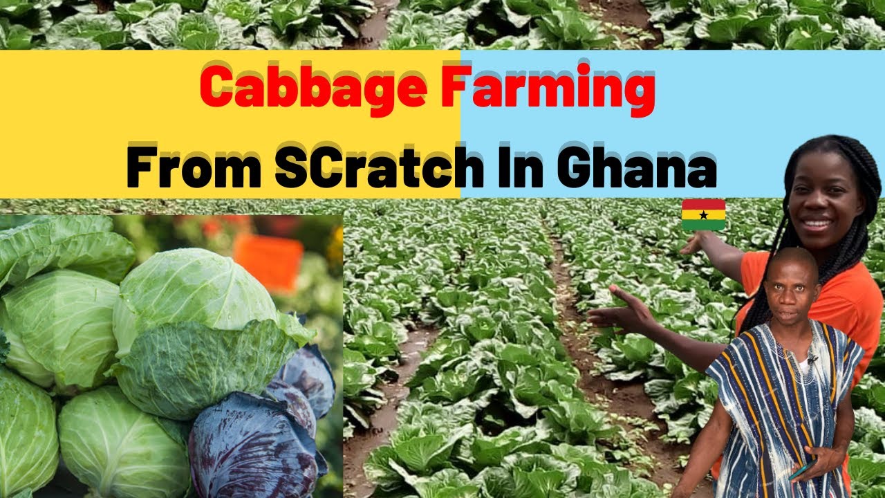 How to start Cabbage farming business from start to finish more profit