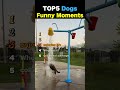 TOP5 Dogs Funny Moments