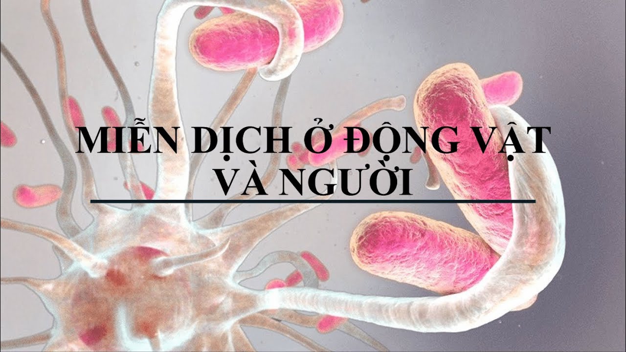 Sinh 11 (chương trình mới) - MIỄN DỊCH - Hoàng Phúc trình bày.