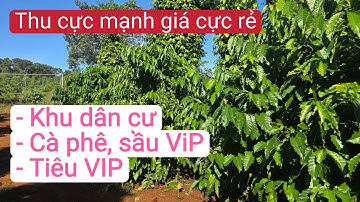 Bán vườn cà phê sầu riêng tiêu thu mạnh giá rẻ. Khu dân cư đất đỏ bazan đẹp, bất động sản đất rẫy