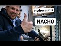 🦎 HYDROSAURUS weberi Halmahera con NACHO 🙌🏼