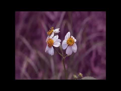 Spiders | Short