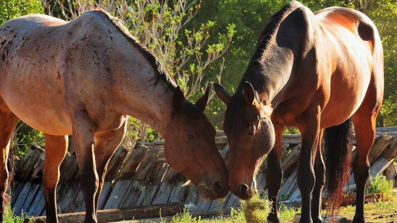 Before you buy Northern Arizona ranch land, read this - Arizona Horse
