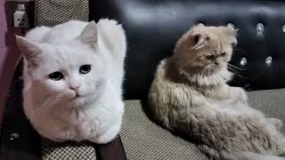 abandoned Cats Meowing