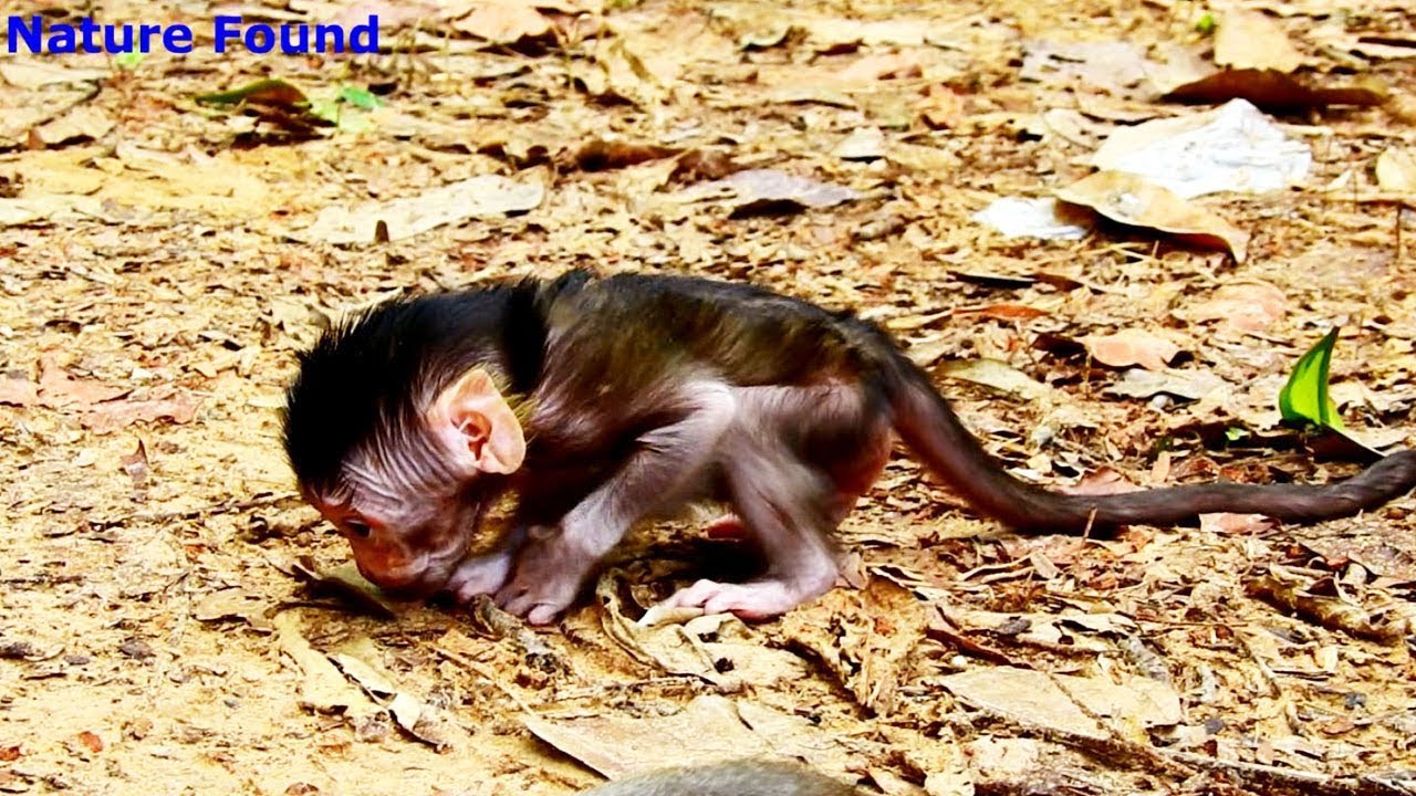 walking pez Princes Soriya Walking No Problem Only 6 Days Old_She Makes Mom Happy wit walking