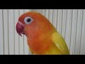 Suara Merdu Lovebird Kakang