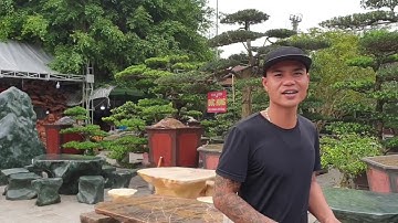 SH.2537.Cây Cóc rất đẹp quái thân mà họ bán mất rồi, Tiếc quá. Tại Việt Trì, Phú Thọ