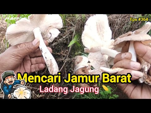 Jamur Lunjuk