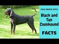 Black and Tan Coonhound dog breed. All breed characteristics and facts about Black and Tan Coonhound