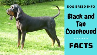 Black and Tan Coonhound dog breed. All breed characteristics and facts about Black and Tan Coonhound