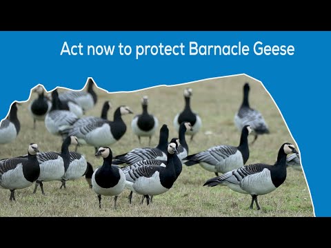 ACT NOW TO PROTECT BARNACLE GEESE