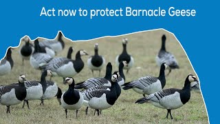 ACT NOW TO PROTECT BARNACLE GEESE