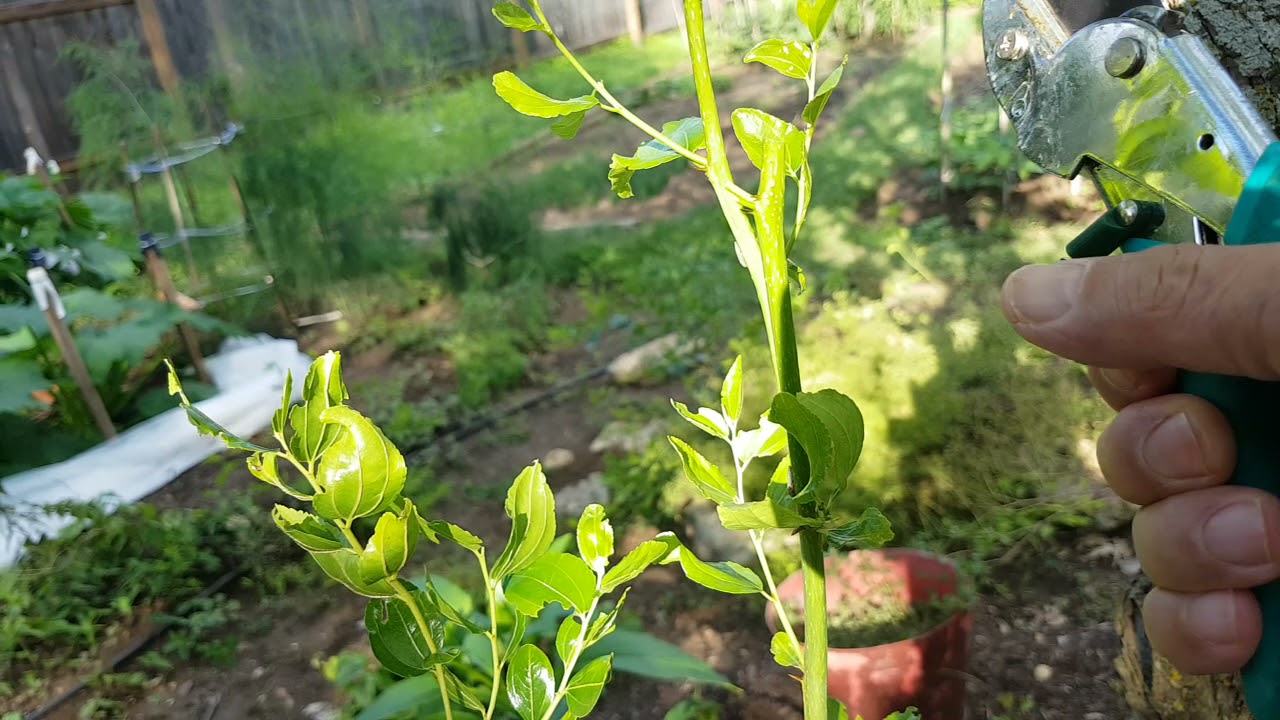 [Eng Sub] 枣树的夏季修剪 Jujube Pruning In Summer (20210521)