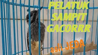 MASTERAN PELATUK SAMPIT betina|Pancingan Pelatuk sampit macet bunyi