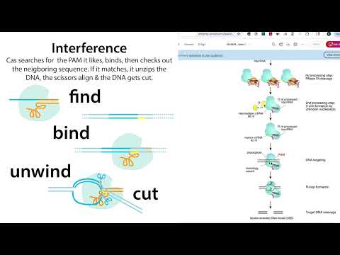 Gene Expression: POGIL's Shocking New Findings