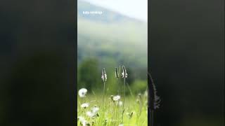 catone beat - kaderime #music #lyrics #lyrics #remix #rap #rap #ytdayibenionecikarnolur #türkçerap