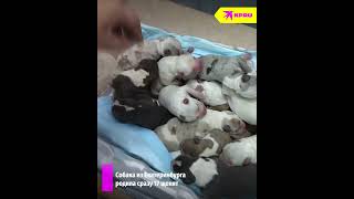 Феличита родила 17 щенят и стала самой плодивитой собакой своей породы в России