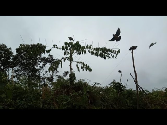 spot baru ternyata burung punai nya besar2#pulotkalimantan class=