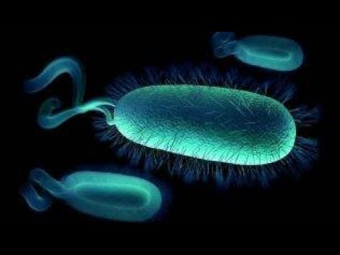 Helicobacter pylori / Чем я лечил / Хеликобактер пилори