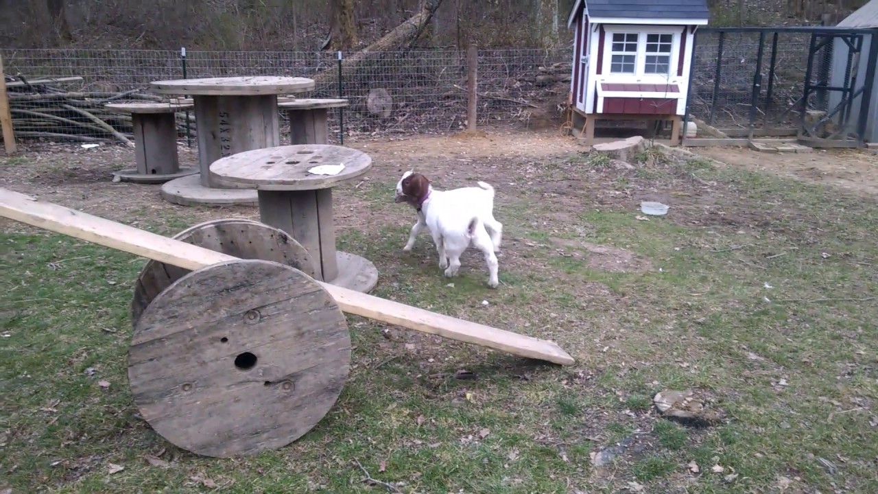 Goats on a teeter totter YouTube