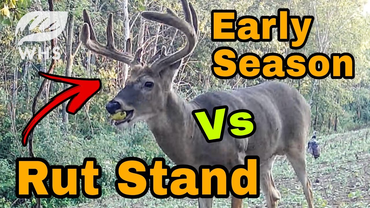 Whitetail Rut Stand Vs Early Season Stand - YouTube