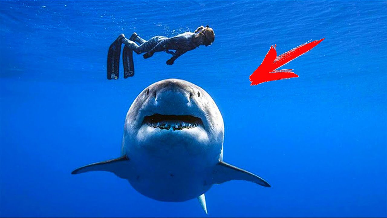 Женщина заглянула в воду перед прыжком и тут же потеряла дар речи ...